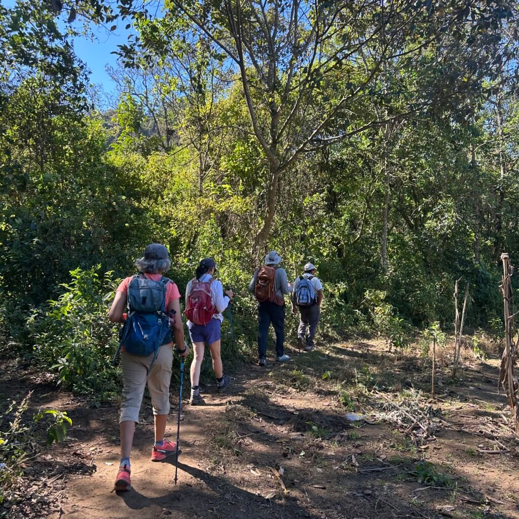 Group hiking through a forest trail