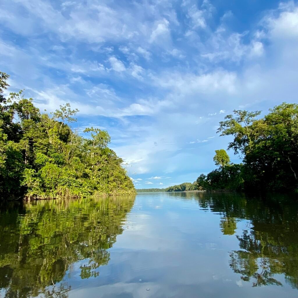 amazon rainforest