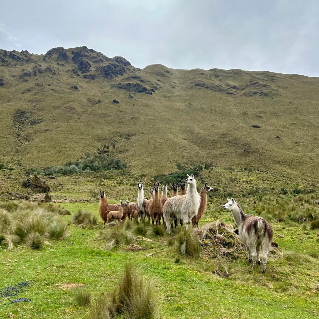 llamas cajas